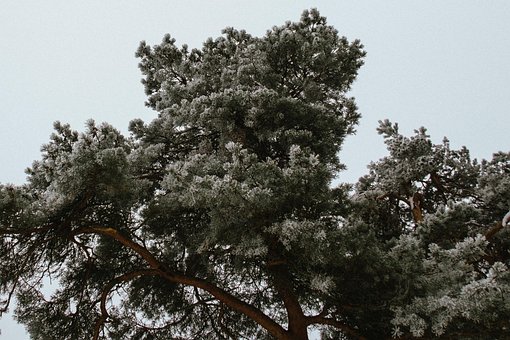 Free Trees Birch Trees photo and picture
