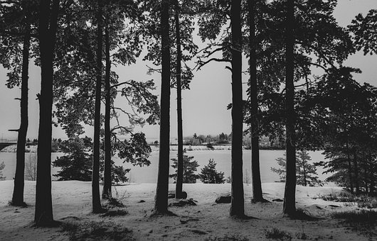 Free Pine Trees Trees photo and picture