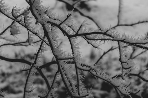 Free Hoarfrost Winter photo and picture