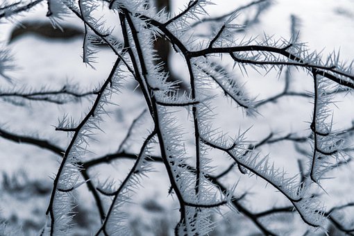 Free Hoarfrost Trees photo and picture