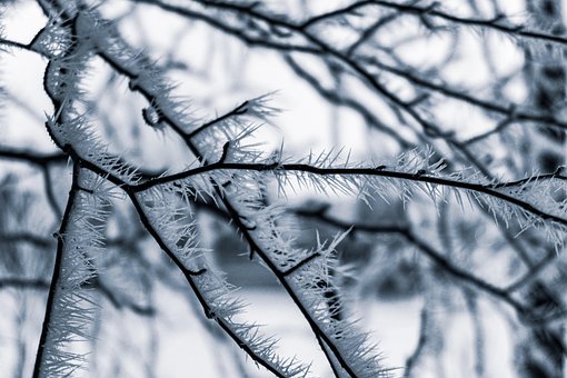 Free Hoarfrost Trees photo and picture
