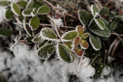 Free Hoarfrost Winter photo and picture