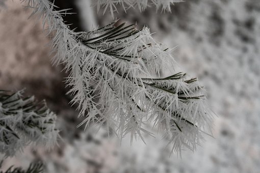 Free Hoarfrost Trees photo and picture