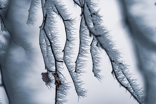 Free Trees Hoarfrost photo and picture