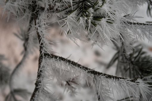 Geada, Filiais, Detalhe, Árvore, Inverno