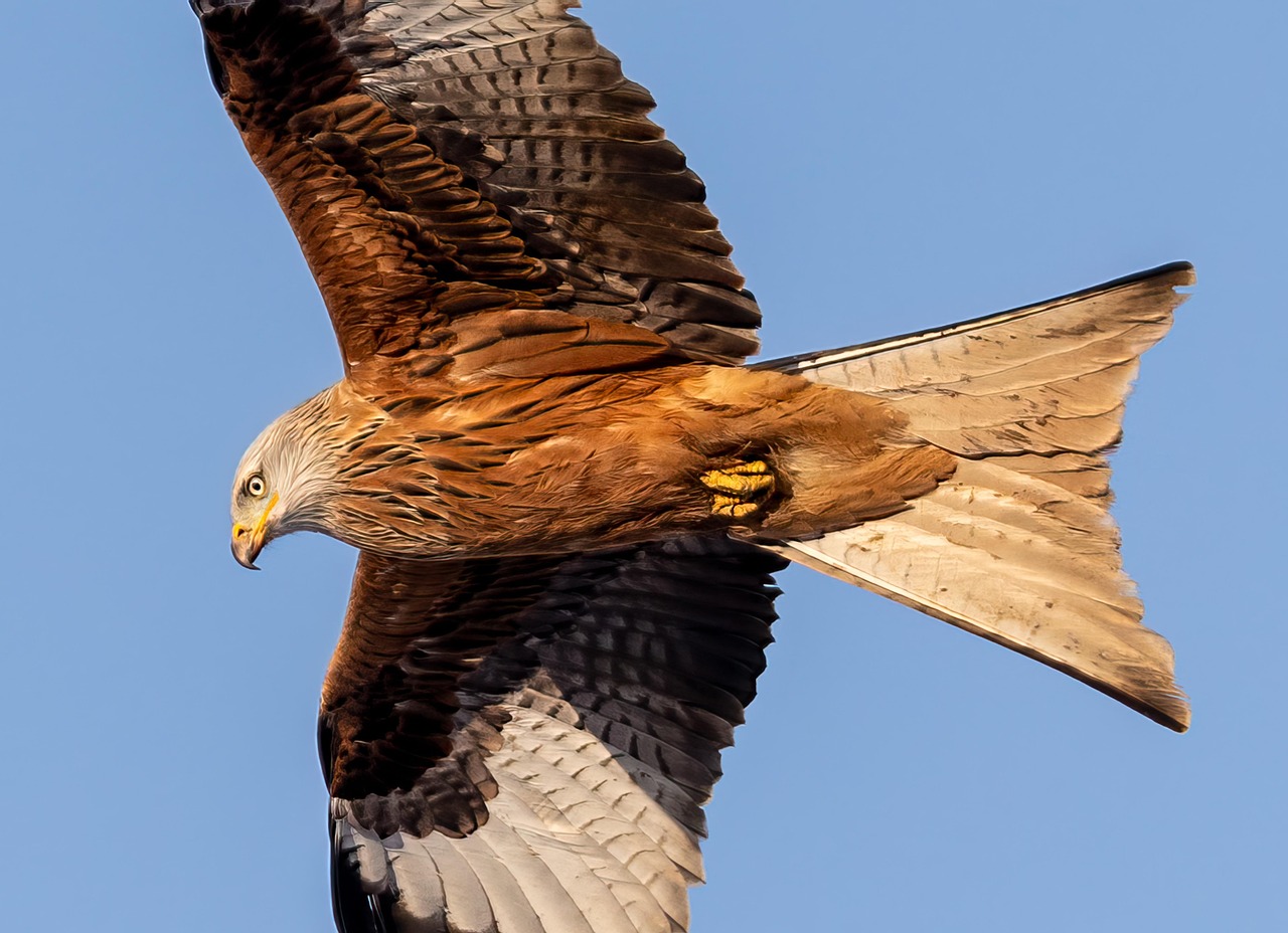 40 000 Free Red Kite Birds Red Kite Images Pixabay 40 000 Free Red Kite Birds Red Kite Images Pixabay