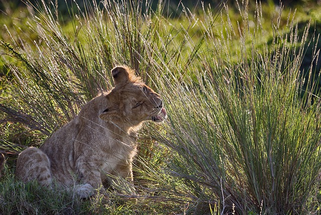 Tier, Säugetier, Löwe, Spezies, Fauna
