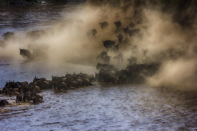 Tierwelt, Migration, Grumeti, Afrika