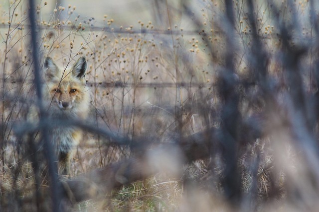 Rotfuchs, Tier, Spezies, Montana, Natur