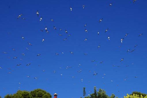 Gaviotas, Aves, Vuelo, Pájaro, Cielo