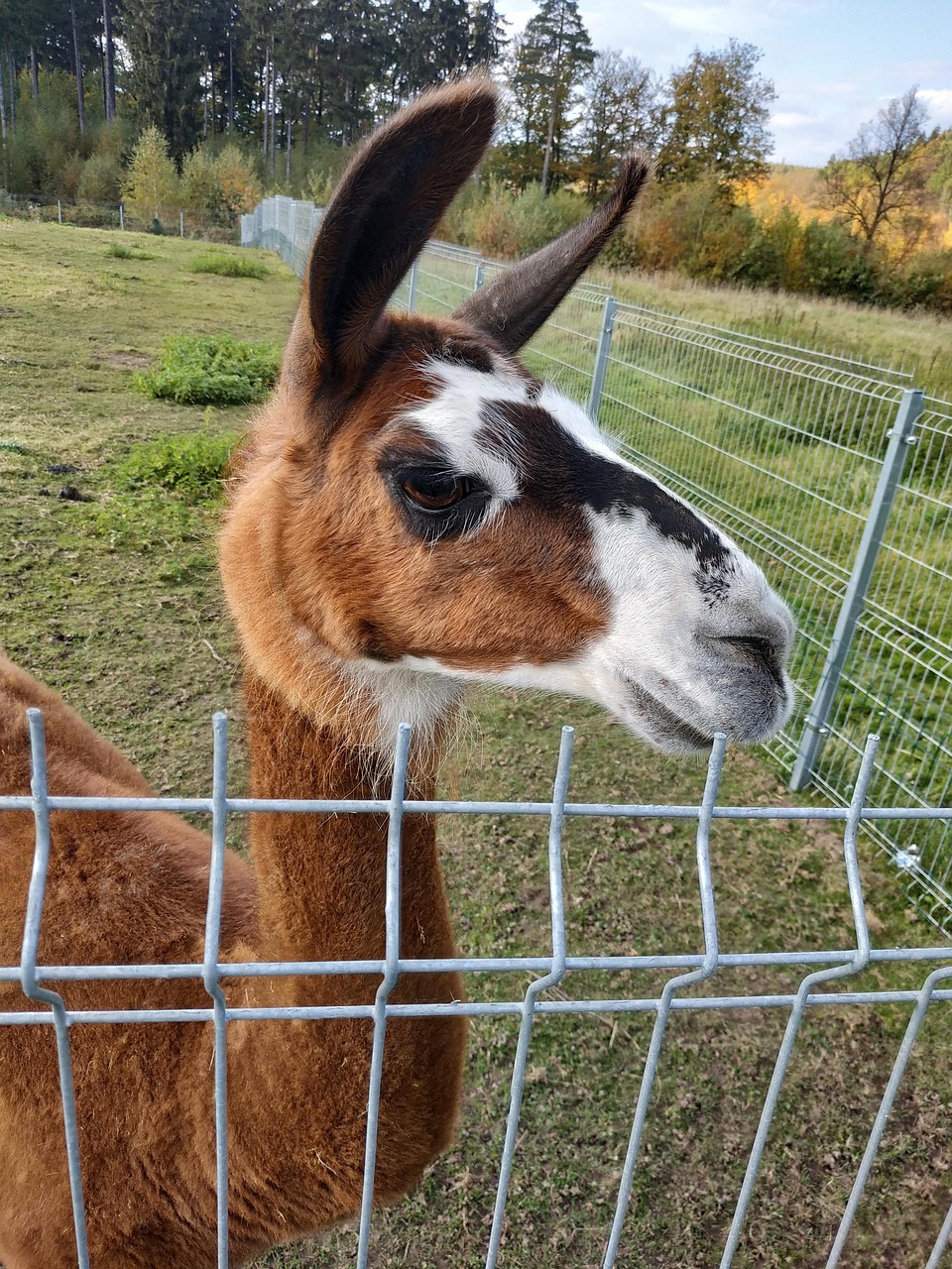 Lama Tiere Zucht - Kostenloses Foto auf Pixabay