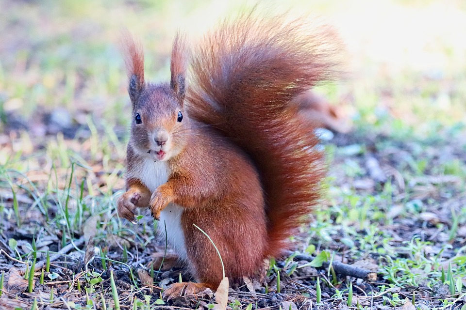 Squirrel Rodent Animal Free Photo On Pixabay Pixabay