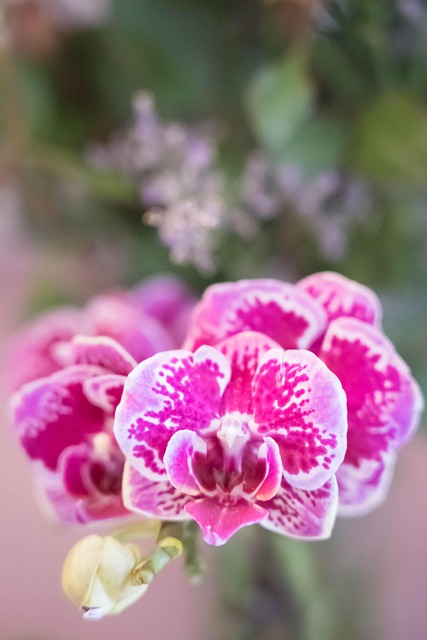 Blomst, Orkidé, Kronblade, Planter