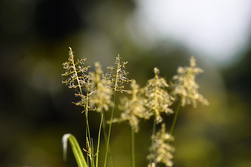 Free Nature Flower Wallpaper photo and picture