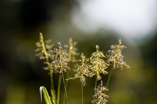 Free Nature Grass photo and picture