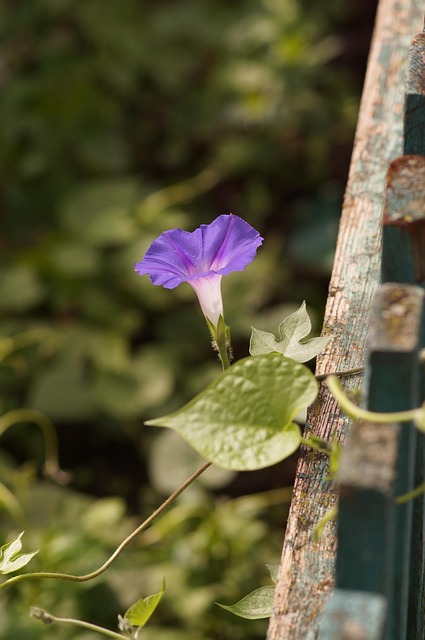 Blume, Sommer, Blüte, Botanik