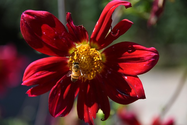 Flores, Abeja, Insecto, Polen