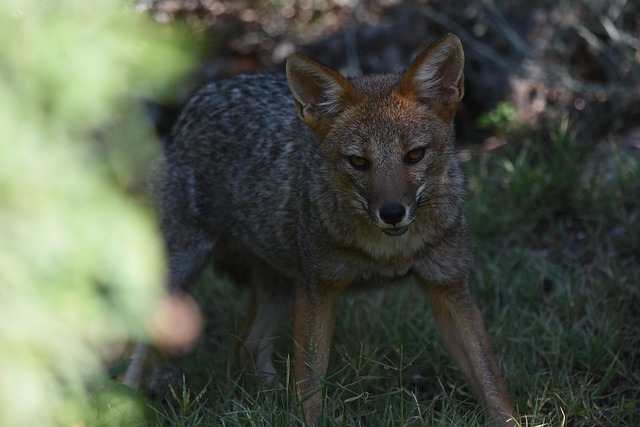 Zorro, Bosque, Montañas, Naturaleza