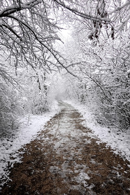 Træer, Vej, Skov, Sne, Vinter, Natur