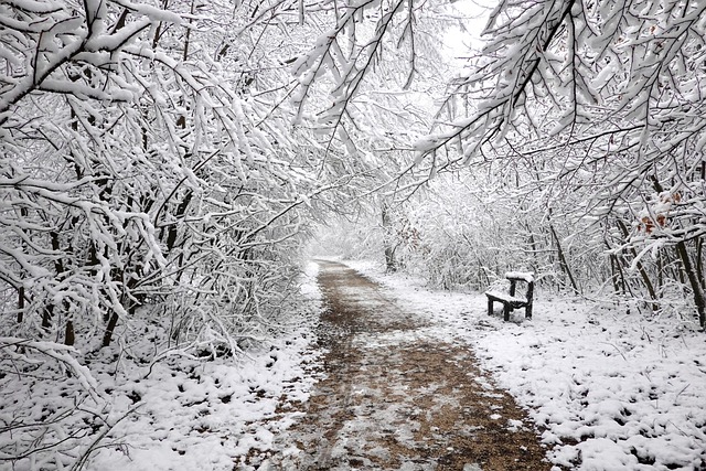 Vej, Skov, Sne, Snedækket, Vinter, Natur