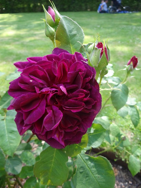 Free Rose Summer photo and picture