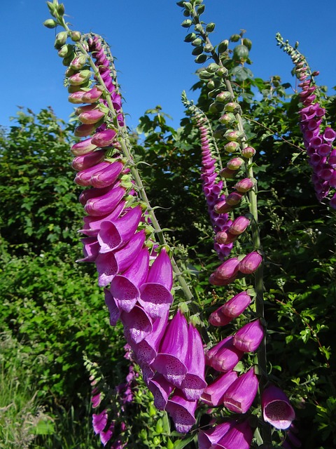 Free Fox Gloves Summer photo and picture