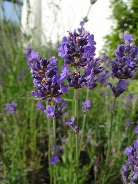 Free Lavender Blooms photo and picture