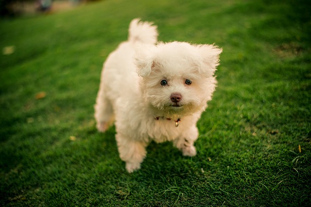 Cachorro, Natureza, Filhote De Cachorro