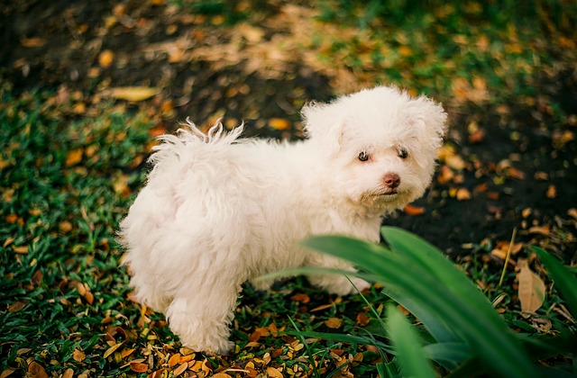 Cachorro, Fundos Legais