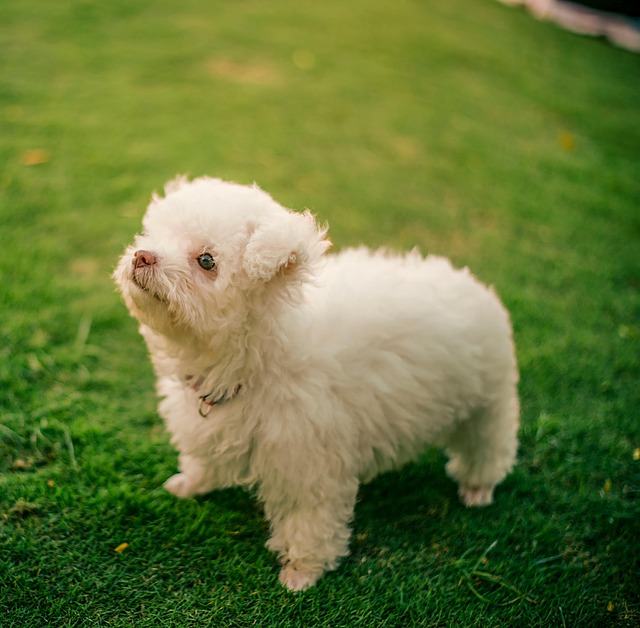 Filhote De Cachorro