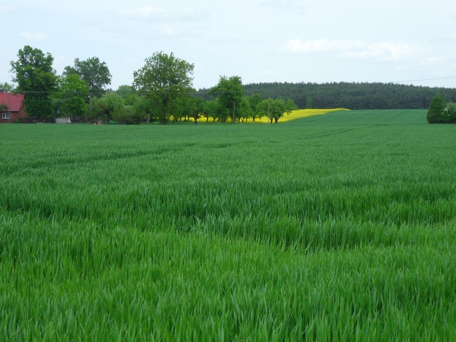 Free Cereal Wheat photo and picture