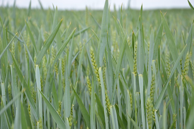 Free Cereal Wheat photo and picture