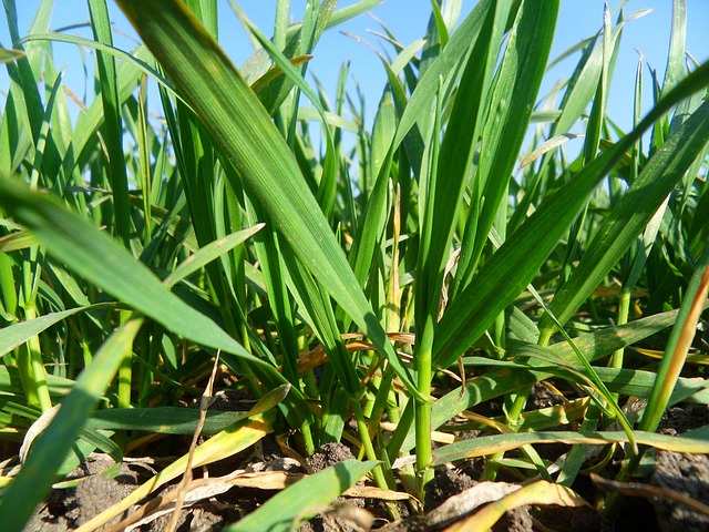 Free Cereal Agriculture photo and picture