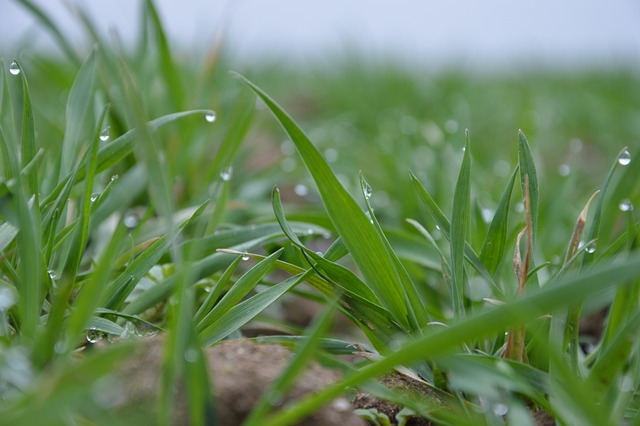 Free Plants Field photo and picture