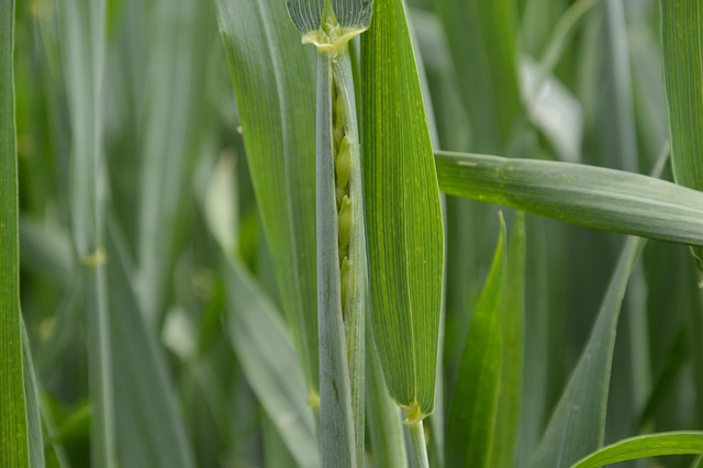 Free Wheat Agriculture photo and picture