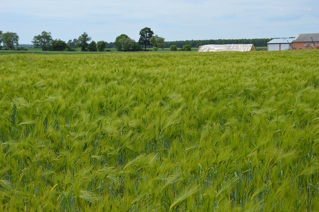 Free Barley Agriculture photo and picture