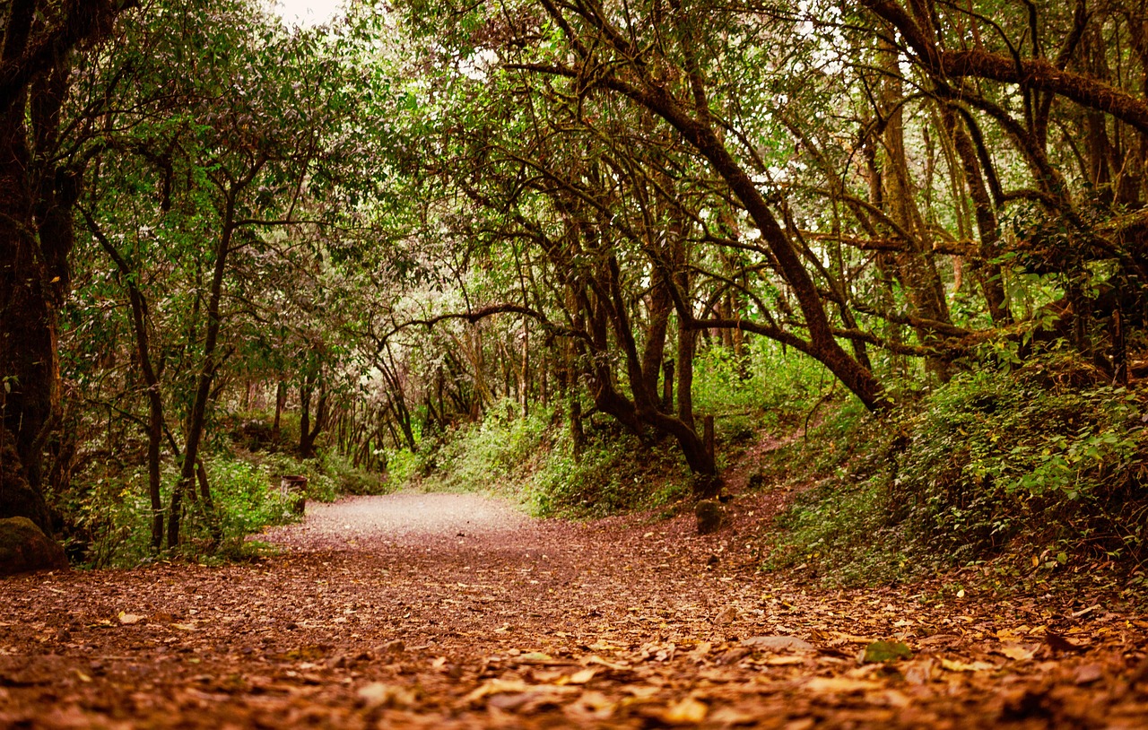 길 등산 나무 - Pixabay의 무료 사진 - Pixabay