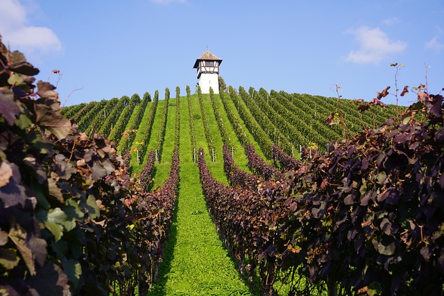 Bodensee, Wein, Meersburg, Aussichtsturm