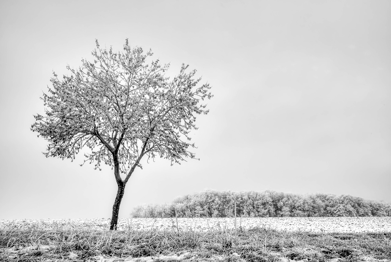 Tree - free online jigsaw puzzle photo