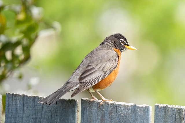 Free Bird Robin photo and picture