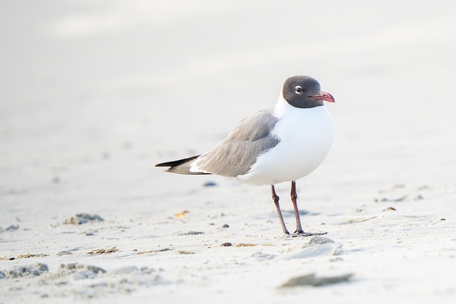 Free Sand Beach photo and picture
