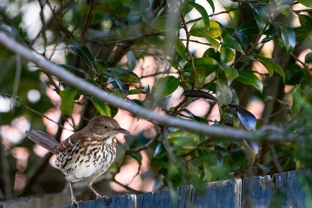 Free Wildlife Bird photo and picture