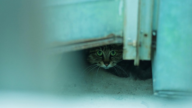 Mačka, Stray, Domáce Zviera, Príroda