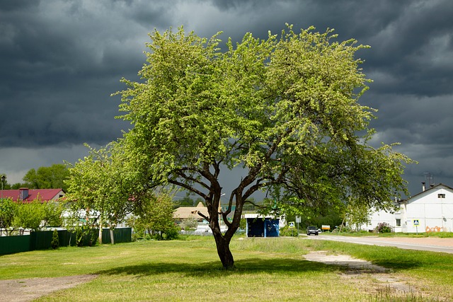 Feder, Die Natur, Baum, Apfel