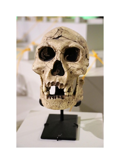 Free Portrait Skull photo and picture
