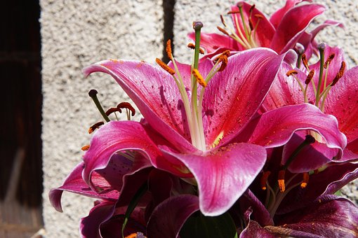 Free Flowers Floral photo and picture