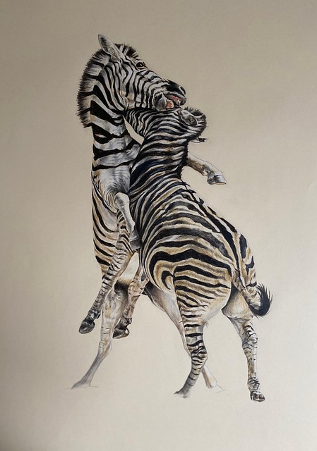 Free Zebras Drawing photo and picture