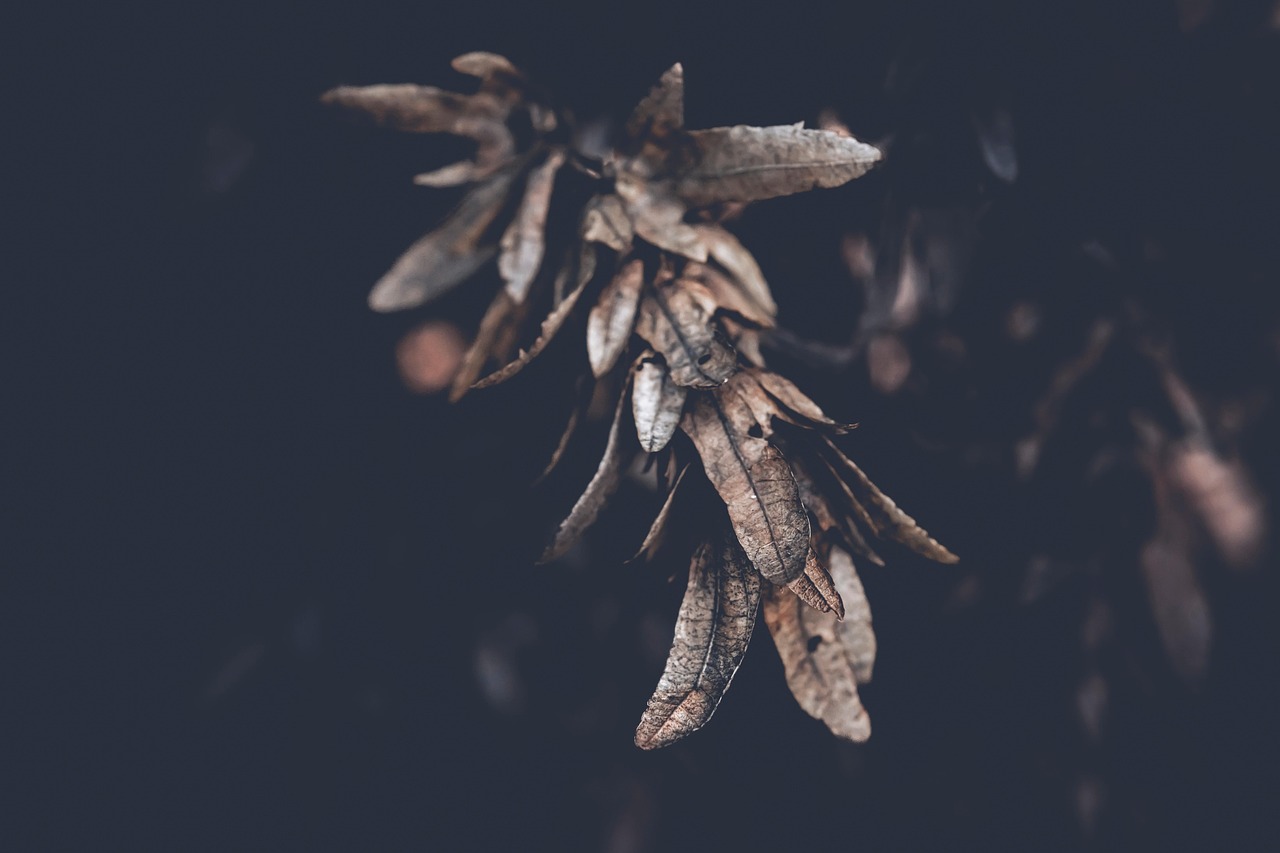 Download free HD stock image of Dark Dark Background Free Dark Dark Background photo and picture