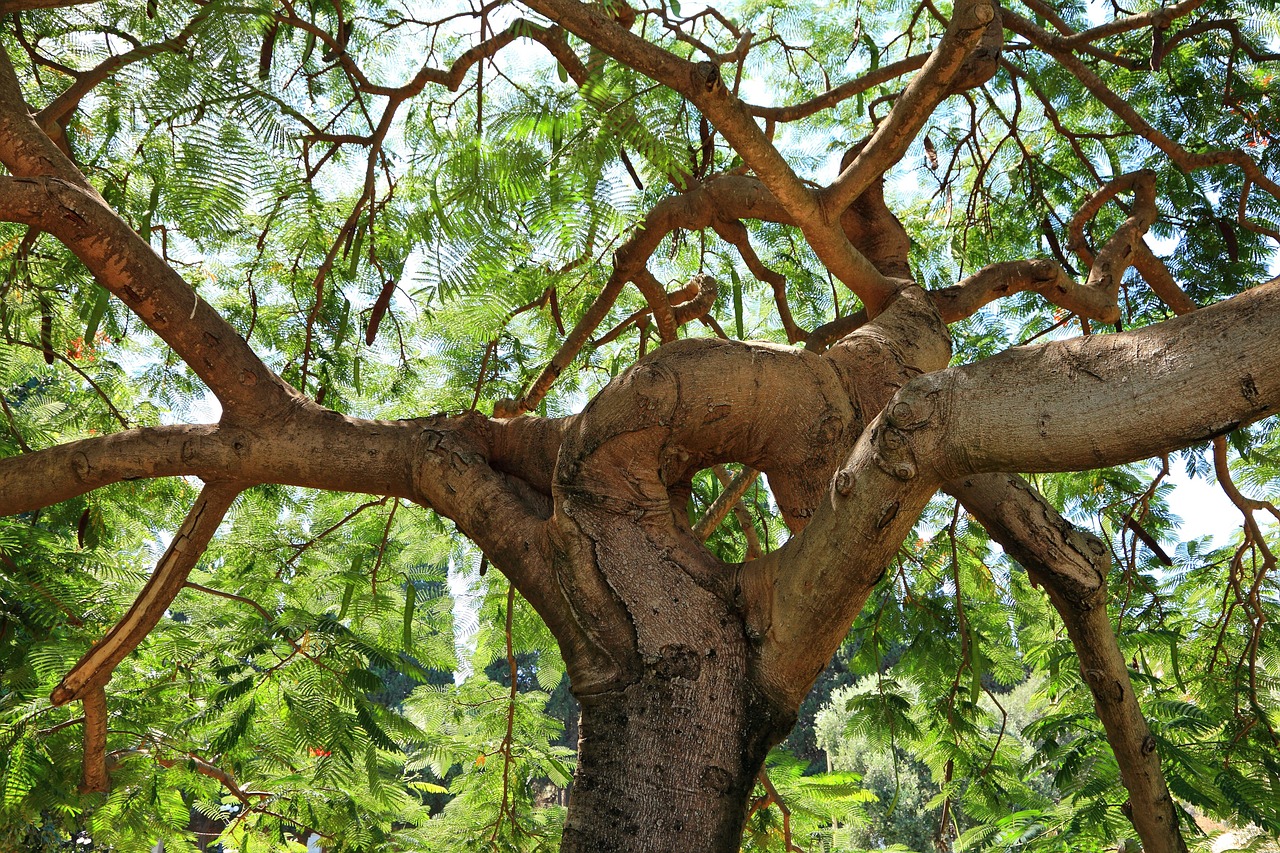 Trunk Tree Pattern - Free photo on Pixabay - Pixabay