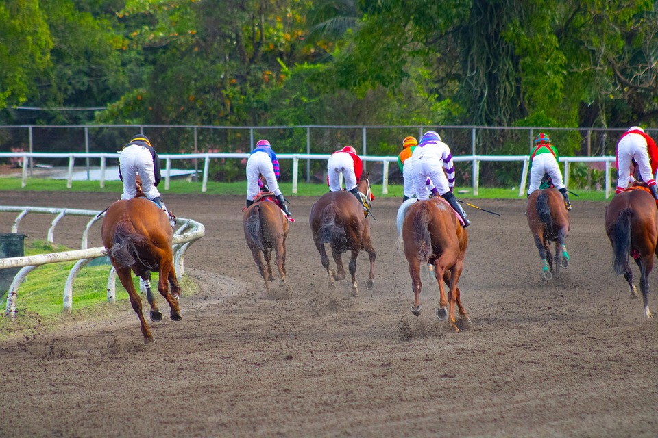 Panama Caribbean Horses Free photo on Pixabay Pixabay